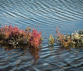 Eaux Sereines: Haute tolrance (1h)  